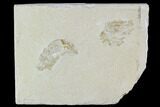 Two Cretaceous Fossil Shrimp Plate - Lebanon #107659-1